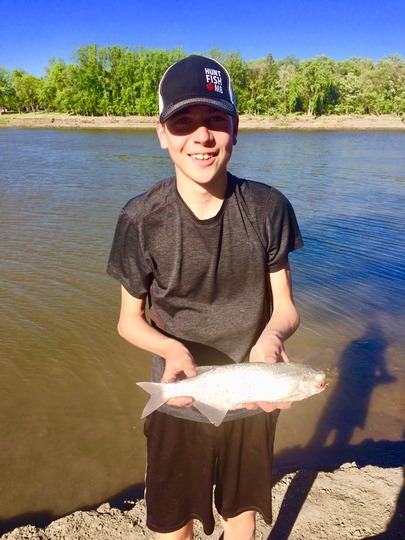 Goldeye