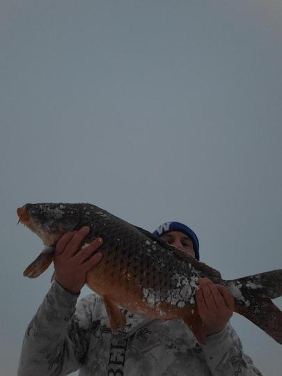 Common Carp