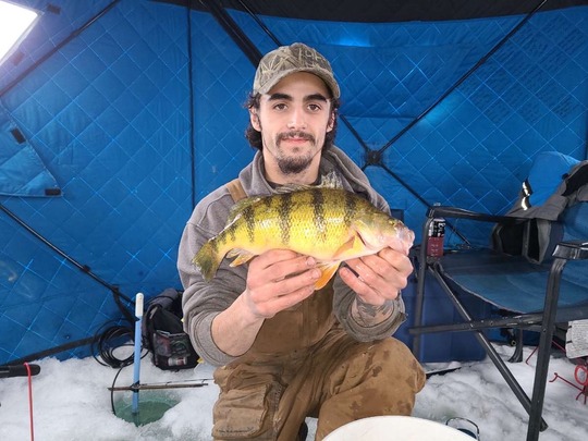 Yellow Perch