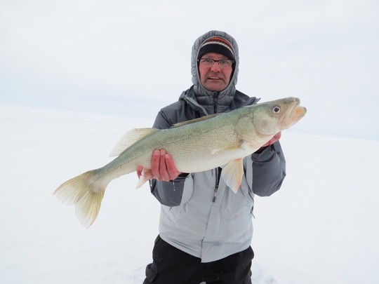 Walleye
