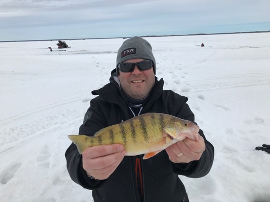 Yellow Perch