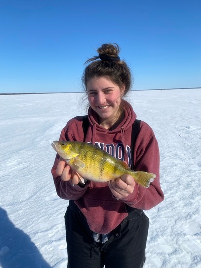 Yellow Perch