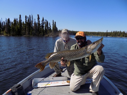 Northern Pike
