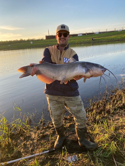 Channel Catfish