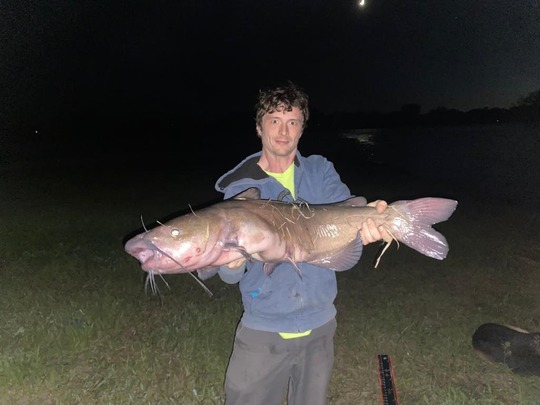 Channel Catfish
