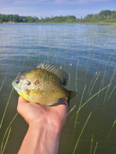 Sunfish