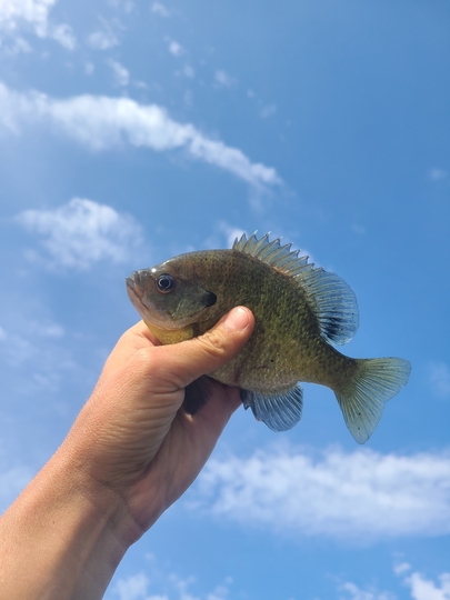Sunfish