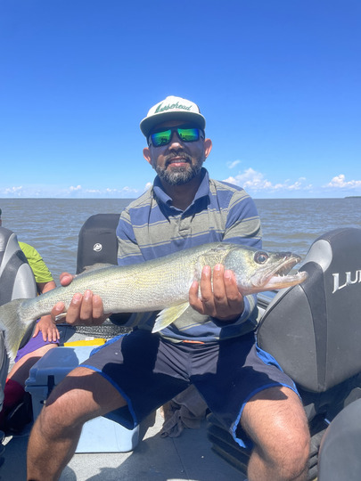 Walleye
