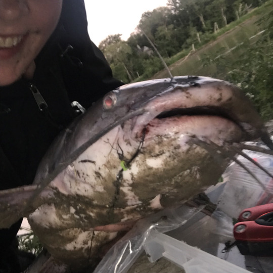 Channel Catfish