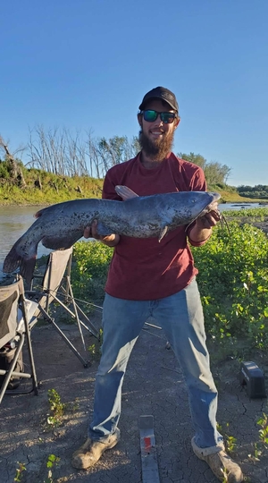 Channel Catfish