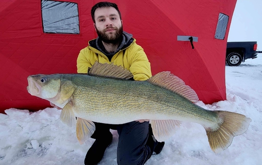 Walleye