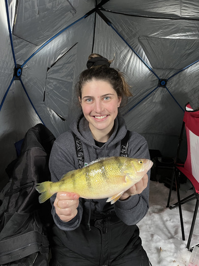 Yellow Perch
