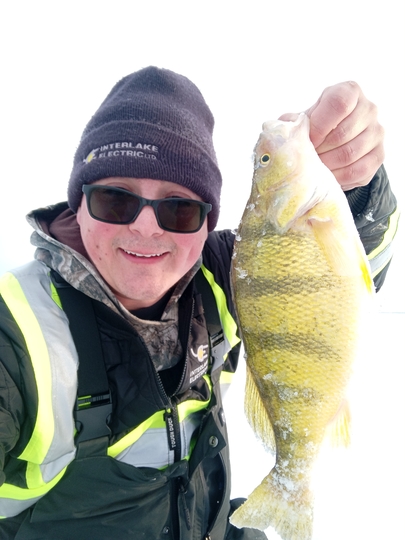 Yellow Perch