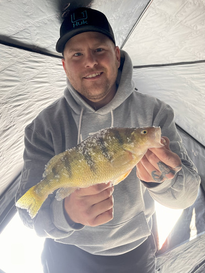 Yellow Perch