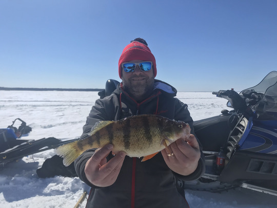 Yellow Perch