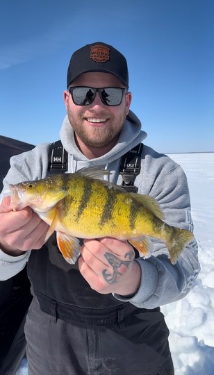 Yellow Perch