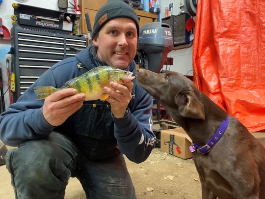 Yellow Perch