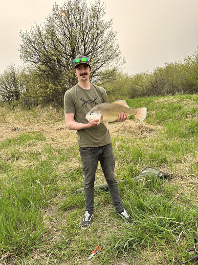 Freshwater Drum