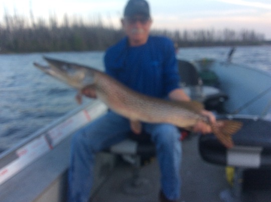Northern Pike