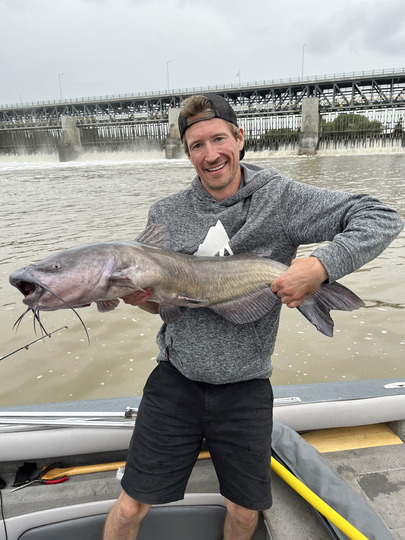 Channel Catfish