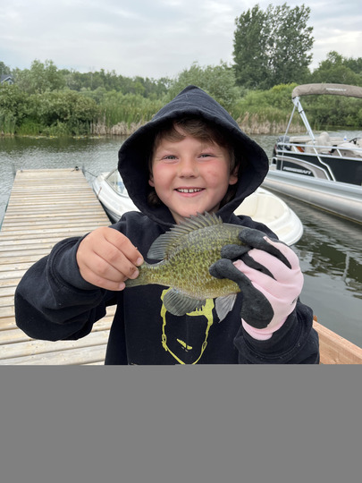 Sunfish