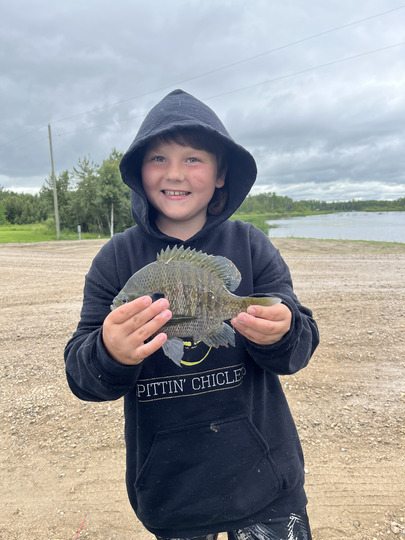 Sunfish