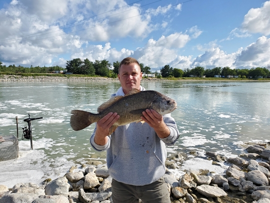 Freshwater Drum