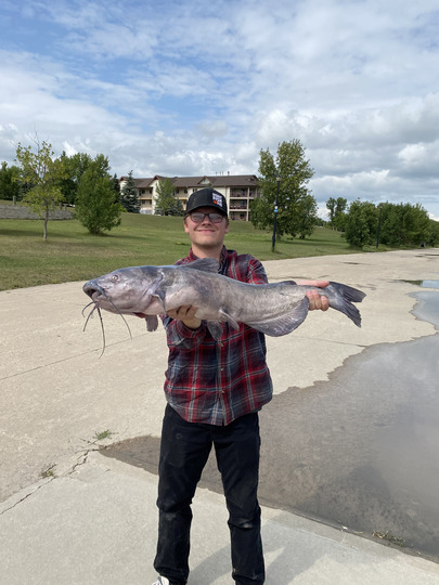 Channel Catfish