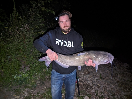 Channel Catfish