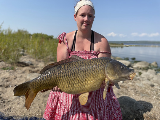Common Carp