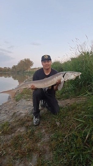 Lake Sturgeon