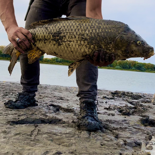 Common Carp