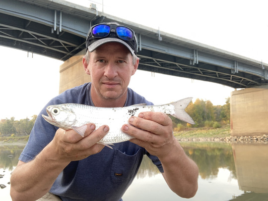 Goldeye