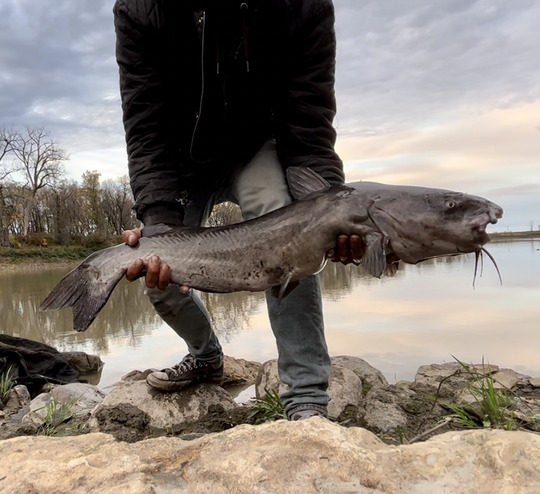 Channel Catfish