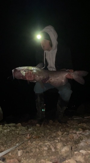 Channel Catfish