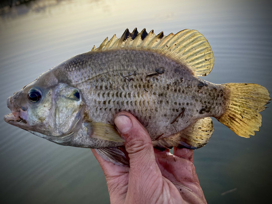 Rock Bass