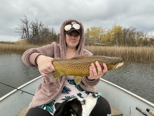 Brown Trout