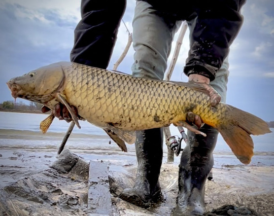 Common Carp