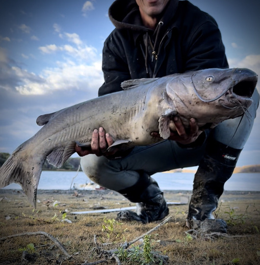 Channel Catfish