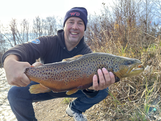 Brown Trout
