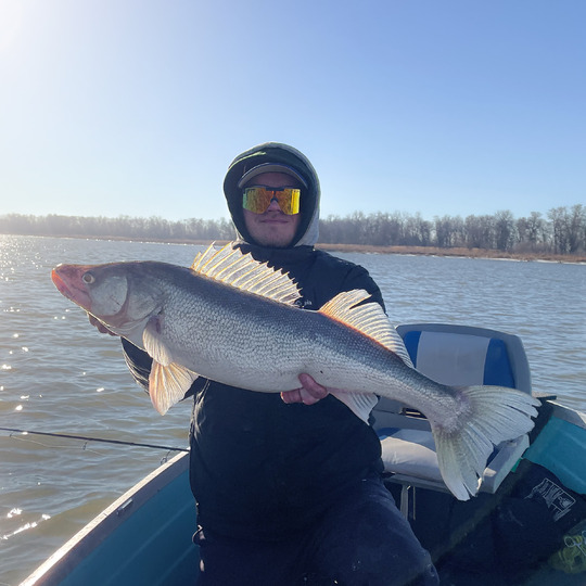 Walleye