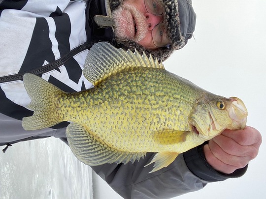 Black Crappie