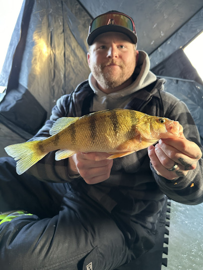 Yellow Perch