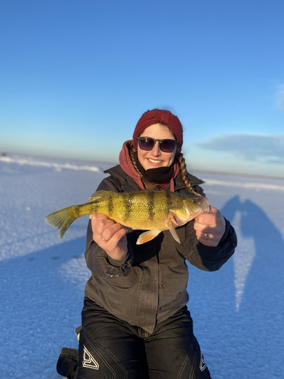 Yellow Perch