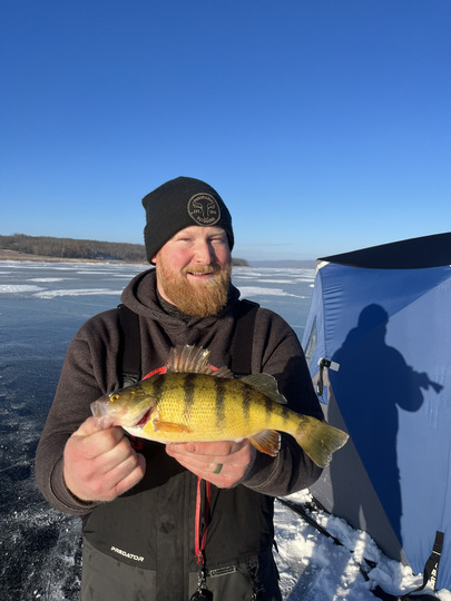 Yellow Perch