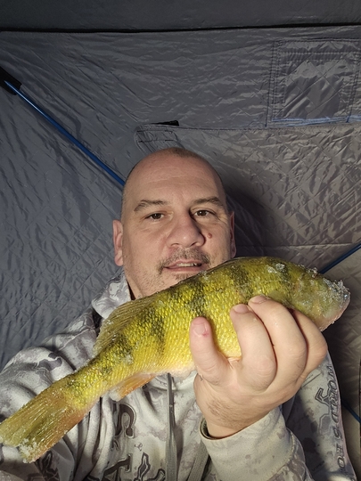 Yellow Perch
