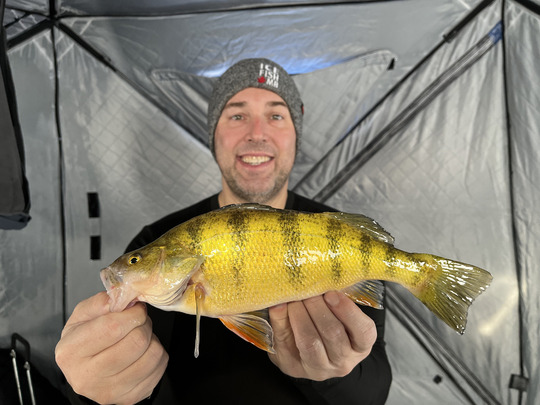 Yellow Perch