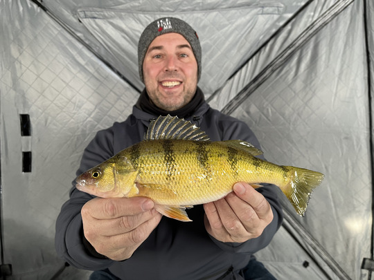 Yellow Perch