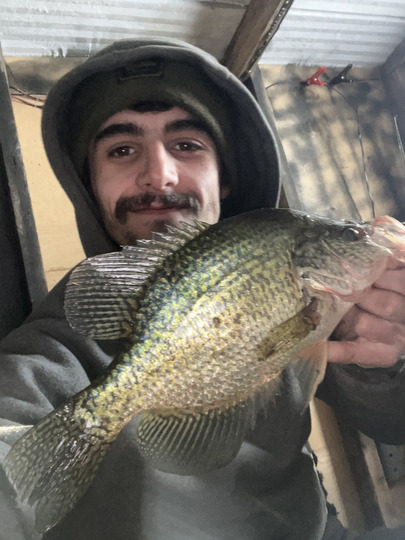Black Crappie