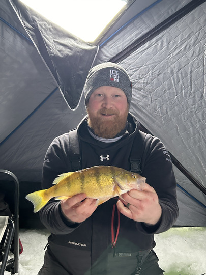 Yellow Perch